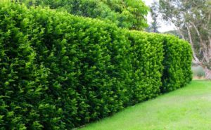 trimmed fence