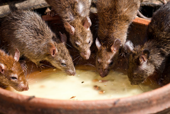 rats